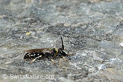 Hylaeus confusus (C304368)