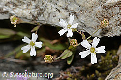 Felsen-Leimkraut (Silene rupestris) (C304371) Felsen-Leimkraut (Silene rupestris) (C304371)