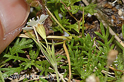 Felsen-Leimkraut (Silene rupestris) (C304375) Felsen-Leimkraut (Silene rupestris) (C304375)