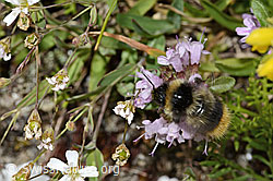 Vielhaariger Thymian (Thymus polytrichus)
