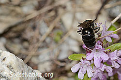 Alpen-Seidenbiene (Colletes impunctatus) auf Vielhaariger Thymian (Thymus praecox ssp. polytrichus) (C304392)