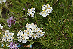Moschus-Schafgarbe (Achillea erba-rotta ssp. moschata) (C304395)