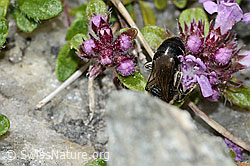 Alpen-Seidenbiene (Colletes impunctatus) auf Vielhaariger Thymian (Thymus praecox ssp. polytrichus) (C304398)