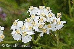 Moschus-Schafgarbe (Achillea erba-rotta ssp. moschata) (C304400)