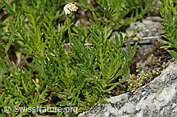 Moschus-Schafgarbe (Achillea erba-rotta ssp. moschata) (C304401)