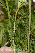 Moschus-Schafgarbe (Achillea erba-rotta ssp. moschata) (C304402)