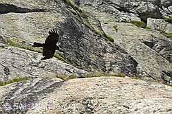 Alpendohle (Pyrrhocorax graculus) (C304403)
