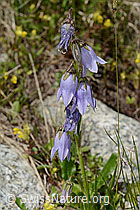 Campanula barbata (C304405)