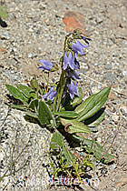 Campanula barbata (C304409)