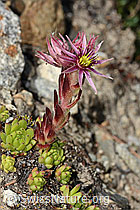 Sempervivum montanum (C304410)