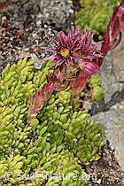 Sempervivum montanum (C304411)