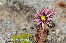Sempervivum montanum (C304420)