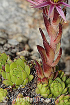 Sempervivum montanum (C304421)