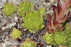 Sempervivum montanum (C304422)