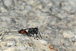 Podalonia alpina (Grabwespe) (C304433)