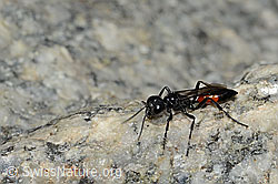 Podalonia alpina (Grabwespe) (C304442)