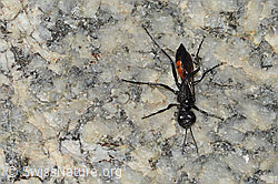 Podalonia alpina (Grabwespe) (C304449)