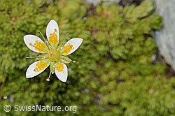 Moosartiger Steinbrech (Saxifraga bryoides) (C304452)