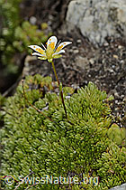 Moosartiger Steinbrech (Saxifraga bryoides) (C304454)