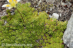 Moosartiger Steinbrech (Saxifraga bryoides) (C304455)