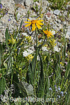 C304486: Gemswurz-Greiskraut (Senecio doronicum)