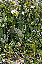 C304487: Gemswurz-Greiskraut (Senecio doronicum)
