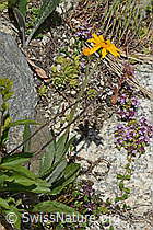 C304488: Gemswurz-Greiskraut (Senecio doronicum)
