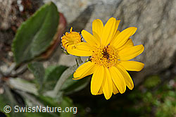 C304489: Gemswurz-Greiskraut (Senecio doronicum)