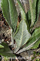 C304491: Gemswurz-Greiskraut (Senecio doronicum)