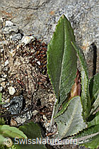 C304492: Gemswurz-Greiskraut (Senecio doronicum)