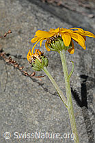 C304493: Gemswurz-Greiskraut (Senecio doronicum)