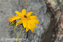 C304495: Gemswurz-Greiskraut (Senecio doronicum)