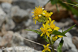 Alpen-Goldrute (Solidago virgaurea ssp. minuta) (C304512)