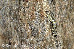 Lycia alpina (Caterpillar) (C304543)