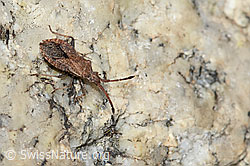 Coriomeris denticulatus (Randwanze) (C304546)