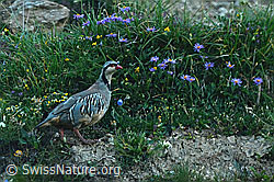 C304591: Steinhuhn (Alectoris graeca)
