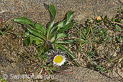Einköpfiges Berufkraut (Erigeron uniflorus) (C306461)