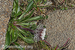 Einköpfiges Berufkraut (Erigeron uniflorus) (C306462)