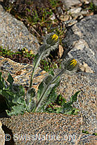 Zottiges Habichtskraut (Hieracium villosum) (C306490) Zottiges Habichtskraut (Hieracium villosum) (C306490)