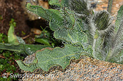 Zottiges Habichtskraut (Hieracium villosum) (C306493) Zottiges Habichtskraut (Hieracium villosum) (C306493)