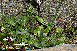 Alpen-Gänsekresse (Arabis alpina) (C306527)