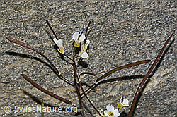 Alpen-Gänsekresse (Arabis alpina) (C306529)