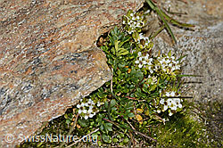 Kurzstängelige Gämskresse (Pritzelago alpina ssp. brevicaulis) (08.2024, C306537)