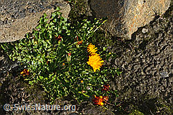 C306542: Pachers Löwenzahn (Taraxacum pacheri)