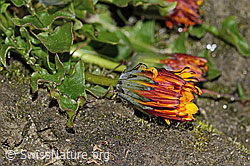 C306545: Pachers Löwenzahn (Taraxacum pacheri)