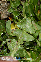 Pachers Löwenzahn (Taraxacum pacheri) (C306547)