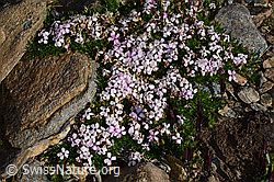 Kalk-Polsternelke (Silene acaulis) (C306563)