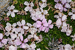 Kalk-Polsternelke (Silene acaulis) (C306565)