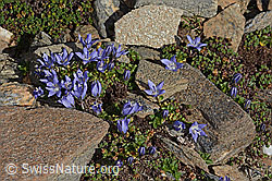 Mont Cenis-Glockenblume (Campanula cenisia) (C306586)