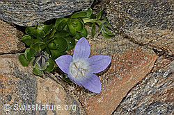 Mont Cenis-Glockenblume (Campanula cenisia) (C306589)